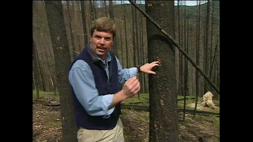 Thumbnail image for Birds in a Burnt Forest