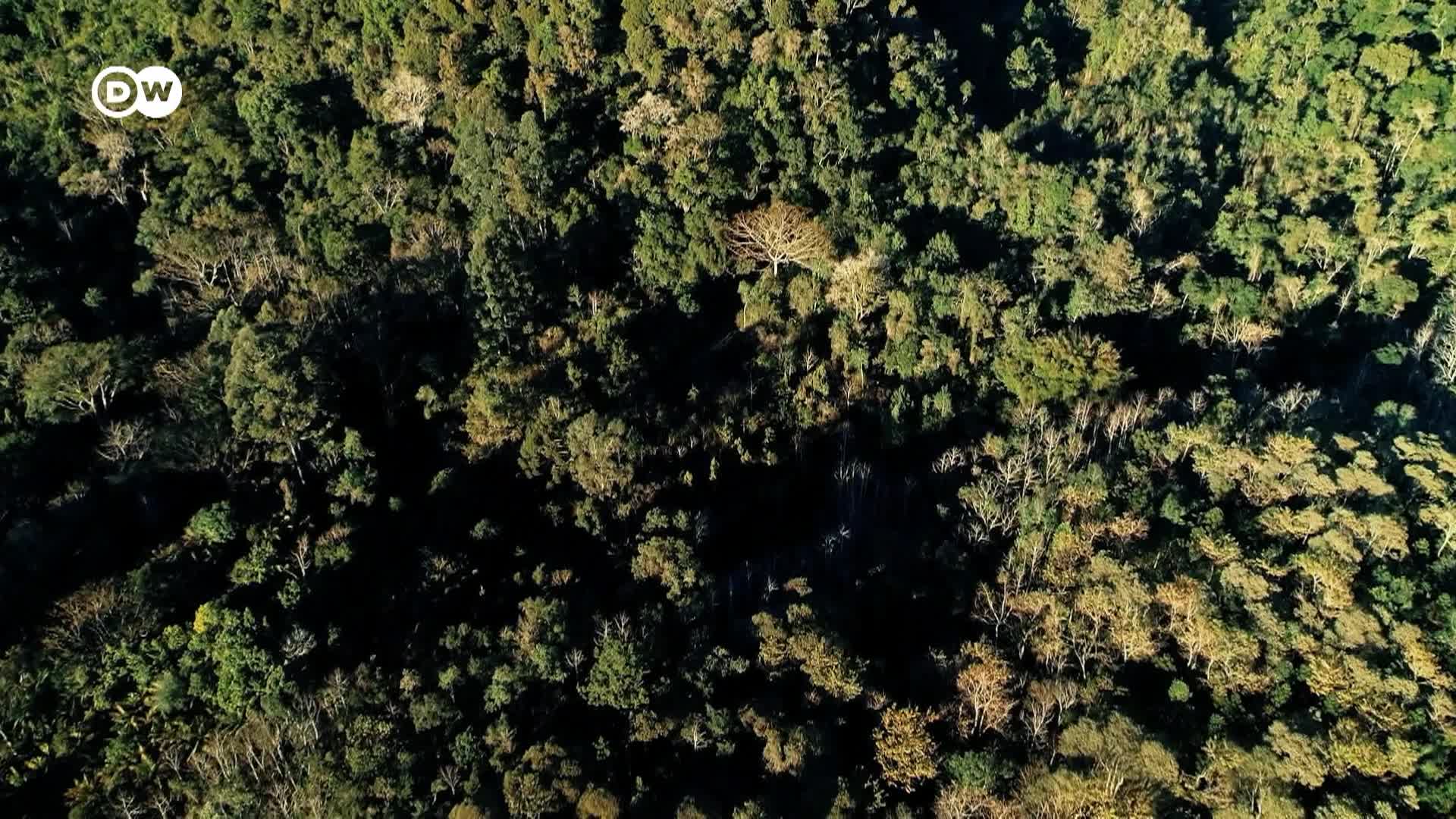 DW Global Us - 11/01/25