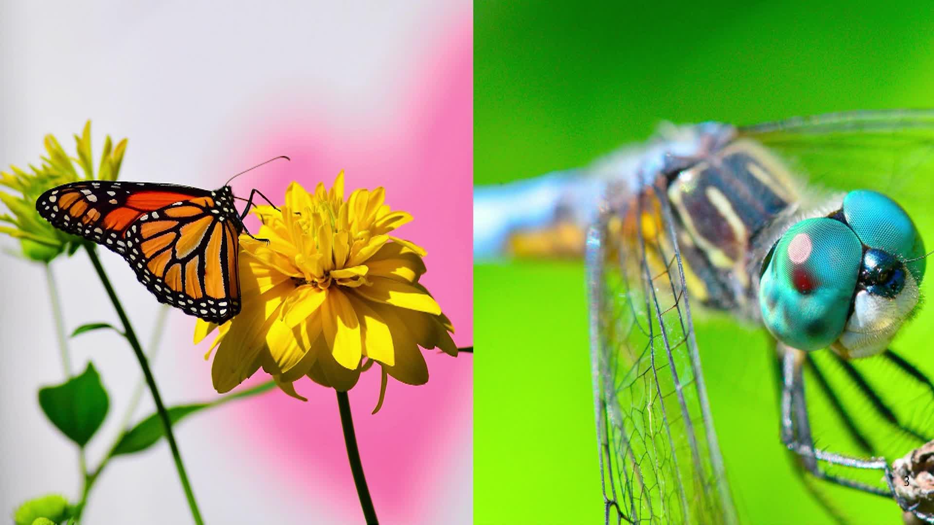 Thumbnail image for Backyard Insects and Vermont Bees