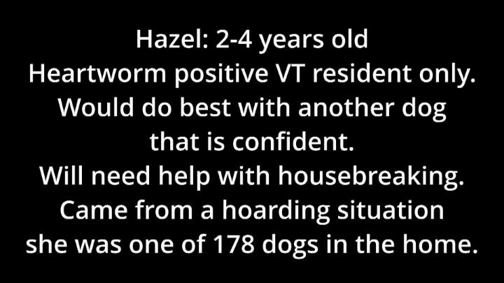 Thumbnail image for Springfield Humane Society - April 2026 Adoptables