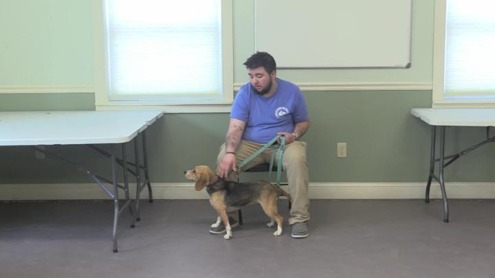 Thumbnail image for Springfield Humane Society - June 2026 Adoptables