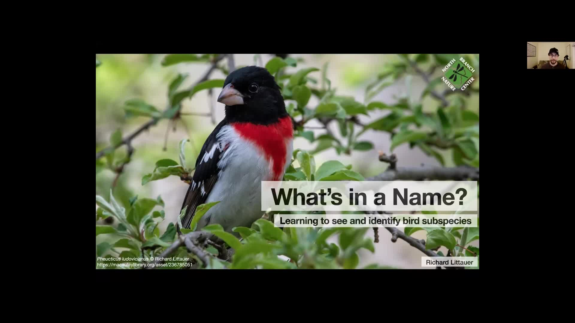 Whats in a Name?: Bird Subspecies