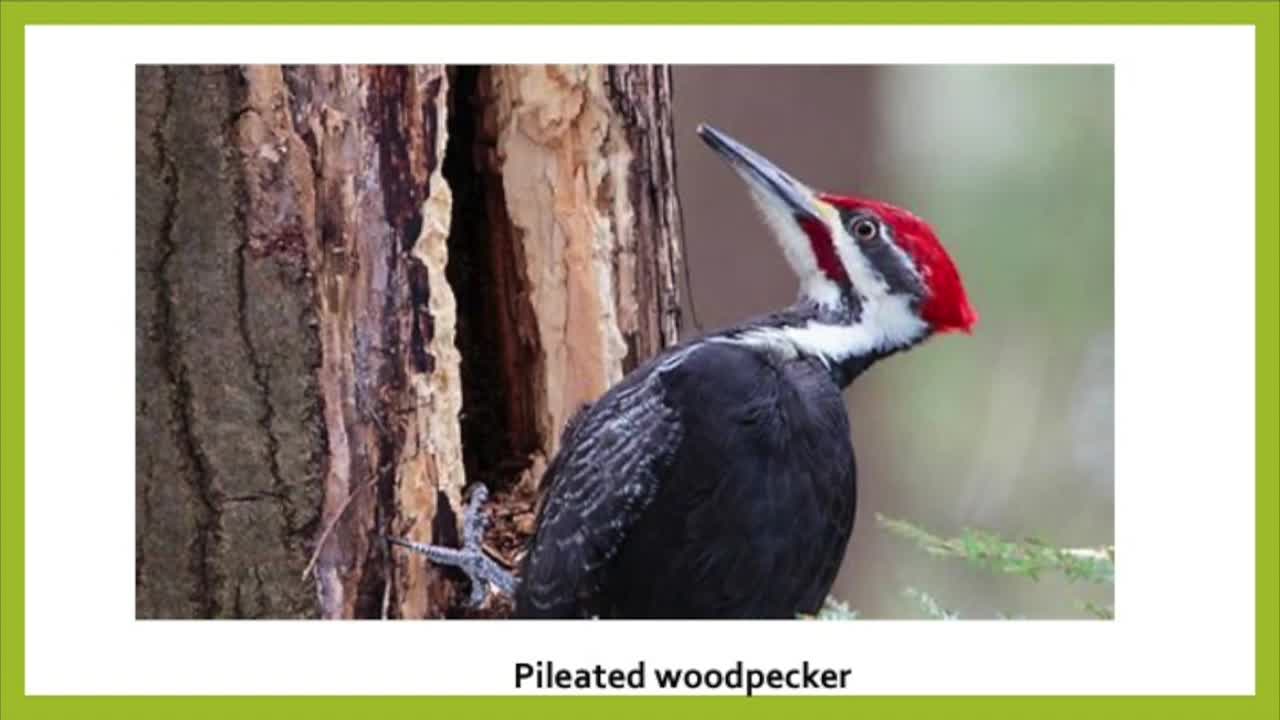 Ask Verma - Avian Advice